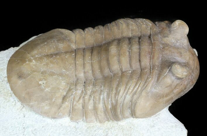Asaphus (New Species) Trilobite - Russia #46016